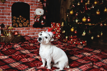 dog breed Jack Russell terrier lying beside the fireplace in the plaid under the Christmas tree. The dog breed Jack Russell Terrier hat on his head in the form of deer horn