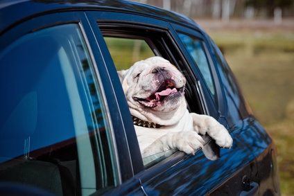happy dog in a car window