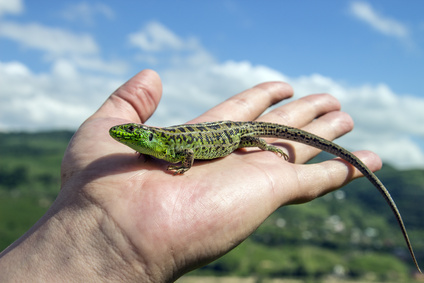 colored lizard on the palm
