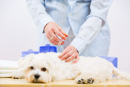 Veterinary treatment - vaccinating the Maltese dog
