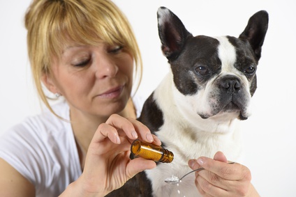 Boston Terrier beim Tierazt in Behandlung mit Globuli
