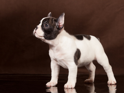 French Bulldog puppy (3 months old) - Stock Image