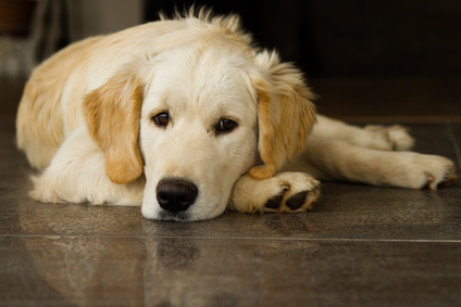 Cute lonely golden retriever puppy lying on the floor